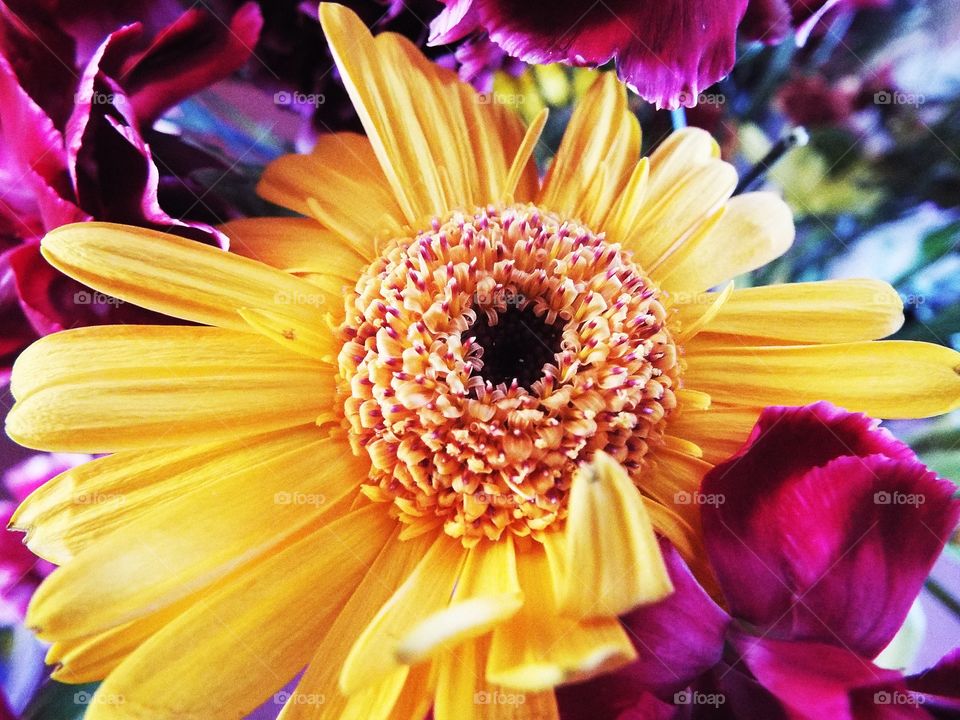 A Yellow Chrysanthemum 