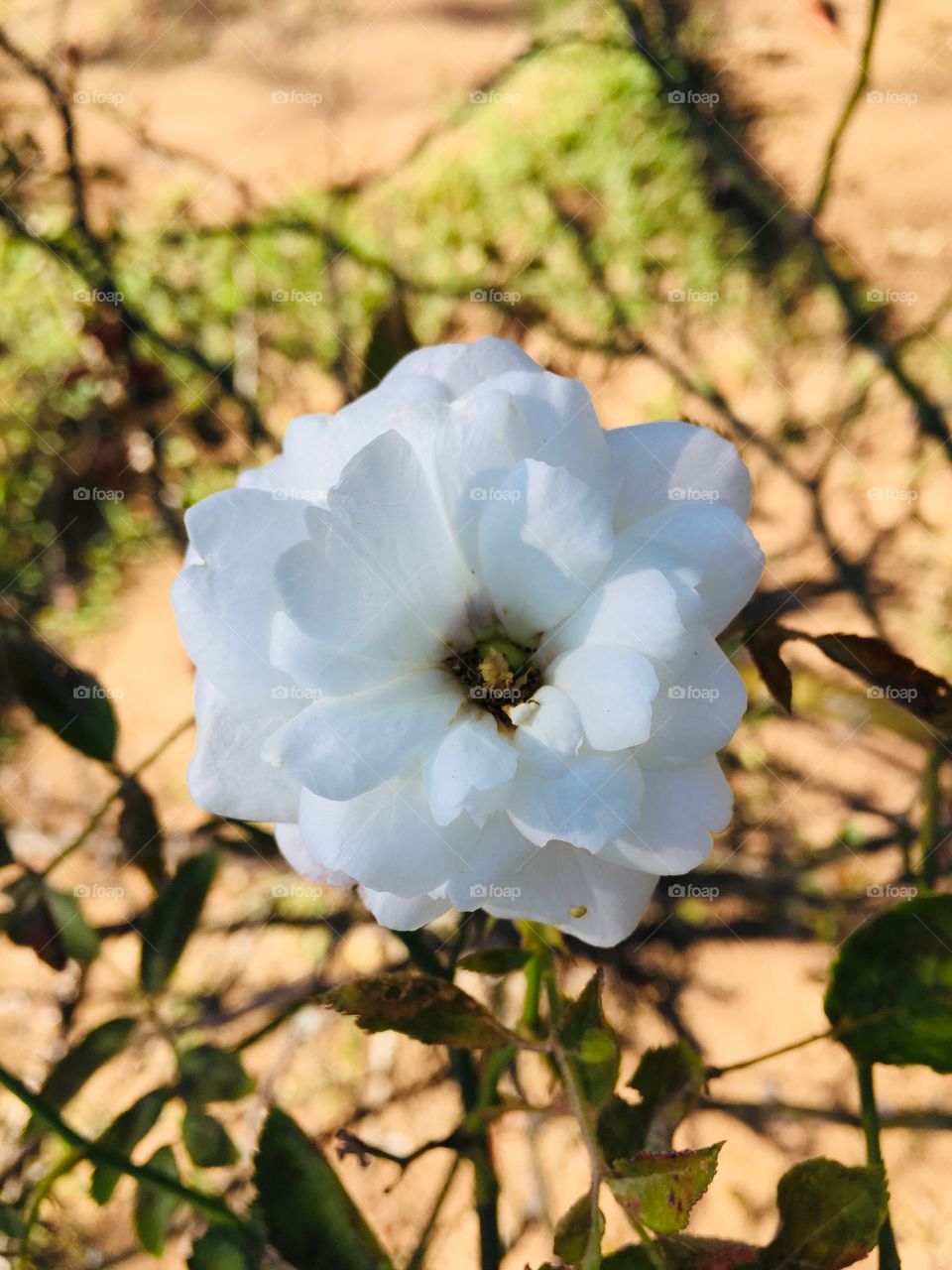 🌺Fim de #cooper!
Suado, cansado e feliz, alongando e curtindo a beleza das #flores. Hoje, nossa rosa branca (clicada ontem).
🏁
#corrida #treino #flor #flower #flowers #pétalas #pétala #jardim #jardinagem #garden #flora #run #running #esporte 