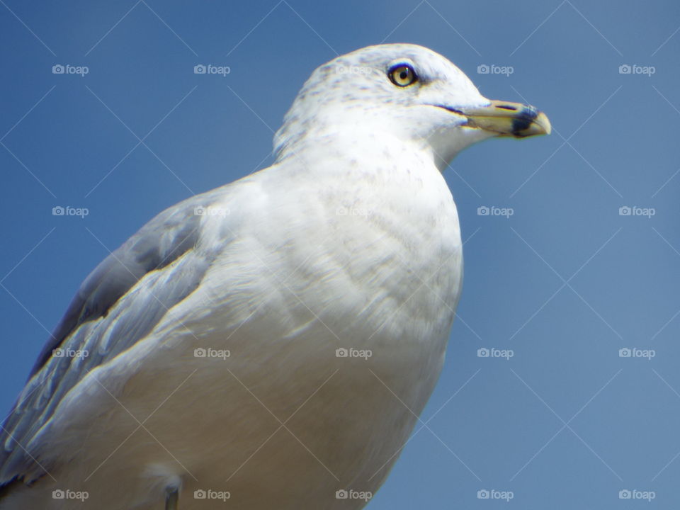 seagull
