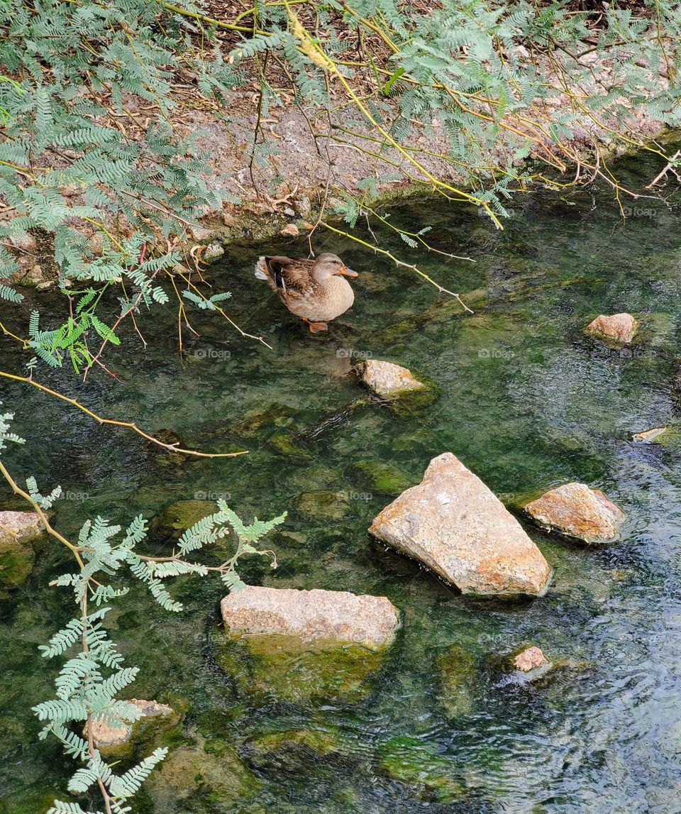 Duck Standing in a Cool Stream