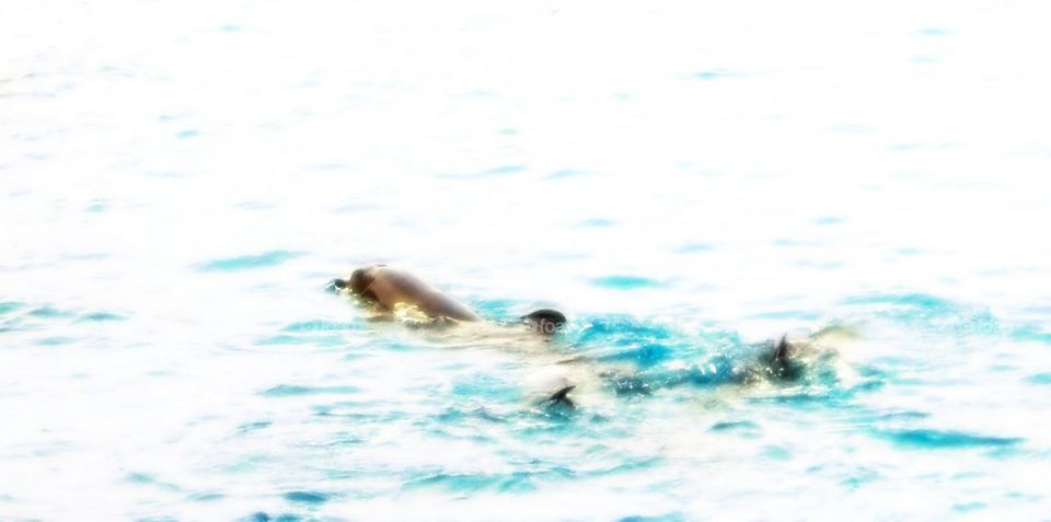 Dolphin in Water