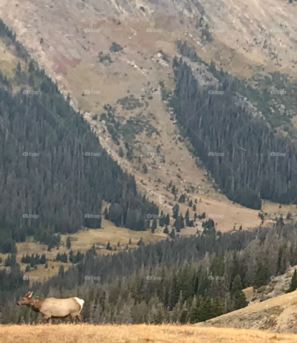Elk out for a walk