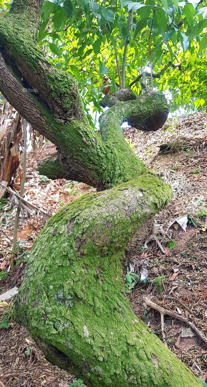 pua bow tree - crooked tree