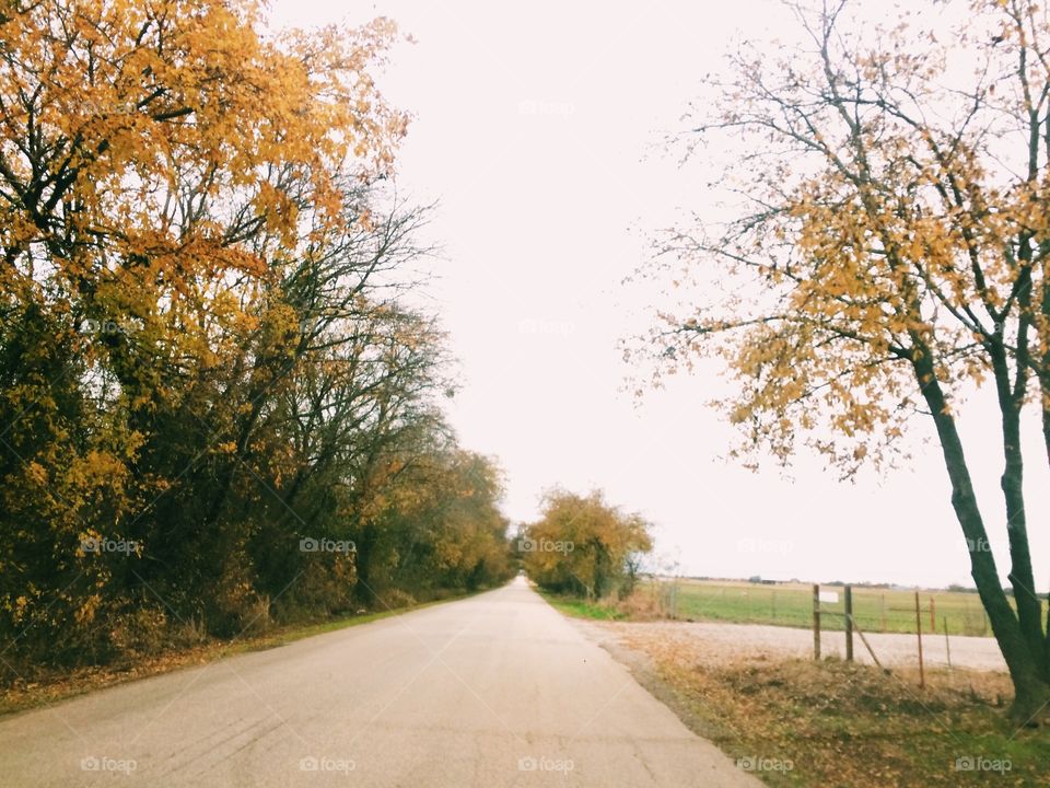 Tree, Landscape, Road, Fall, No Person
