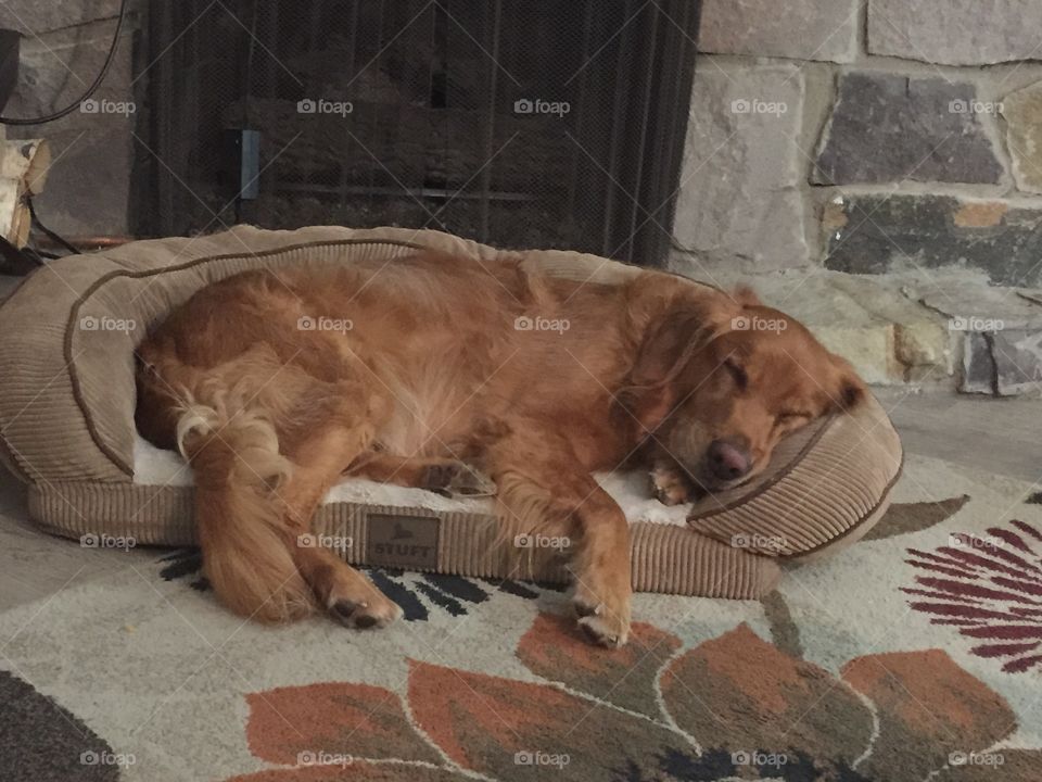 Max found a comfy bed