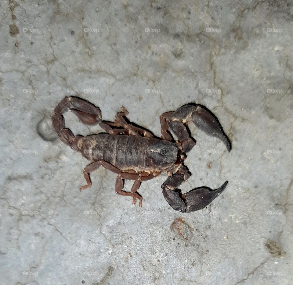 stingy scorpion