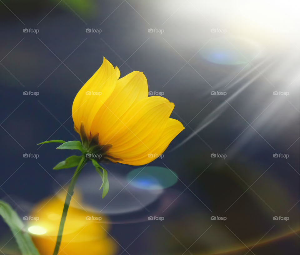 Sunlight on yellow flower
