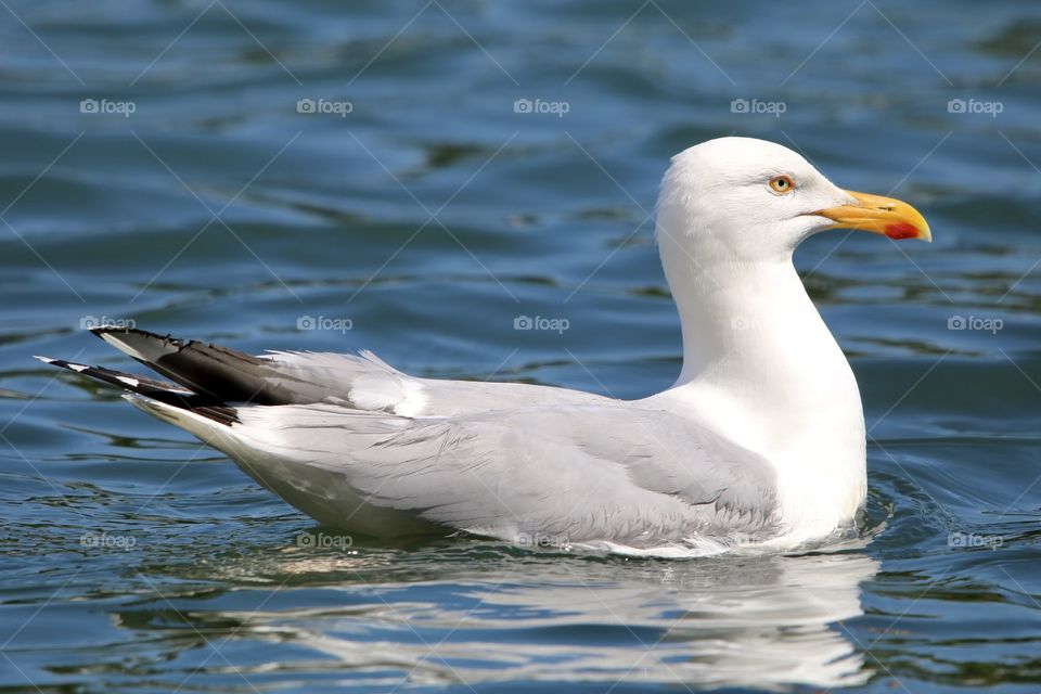 Seagull