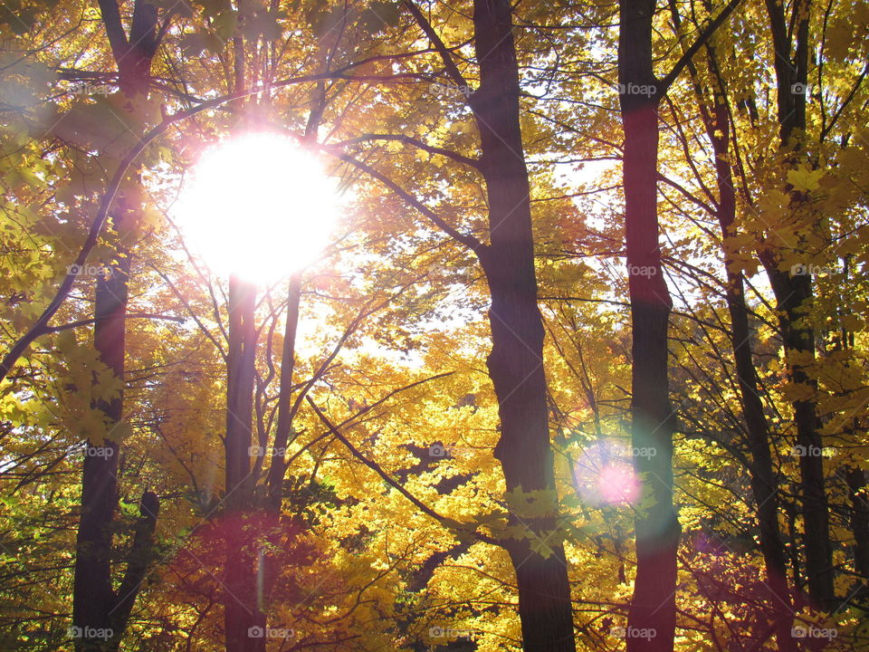 Sun through fall trees 