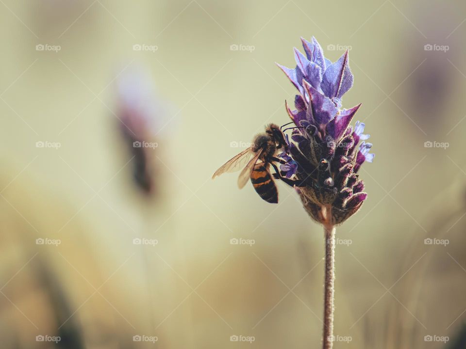 Bee sucking nectar and pollinating lavander flower