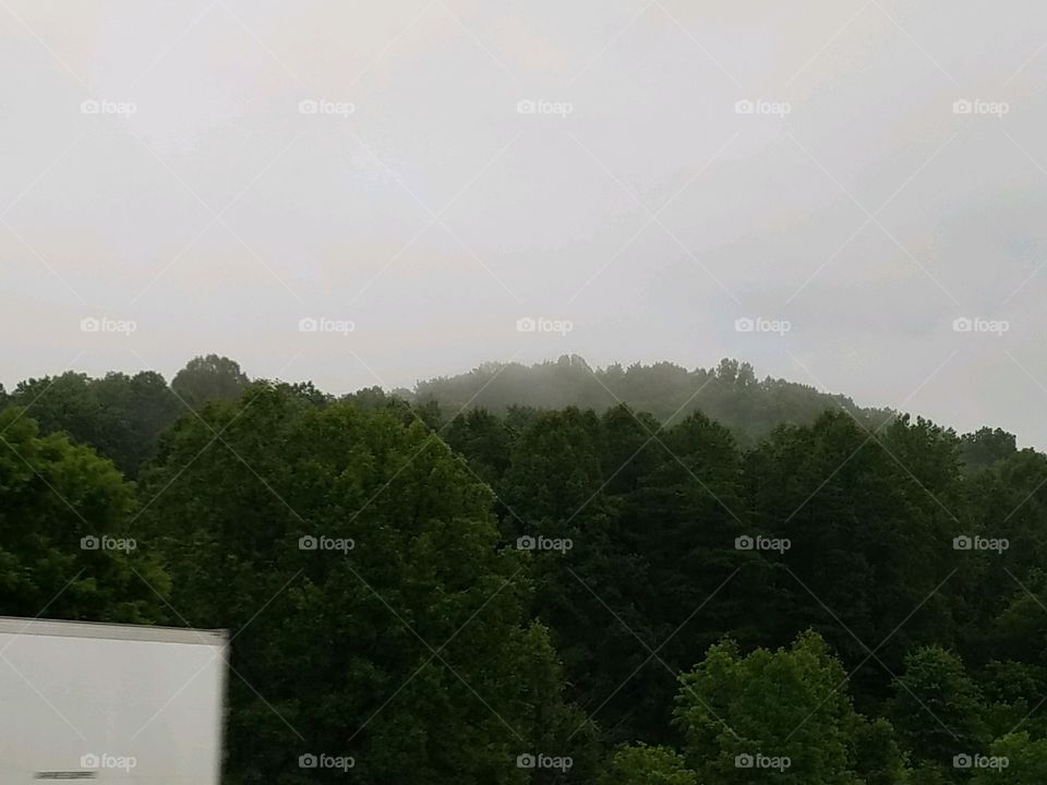 A foggy image of trees with a gray background.