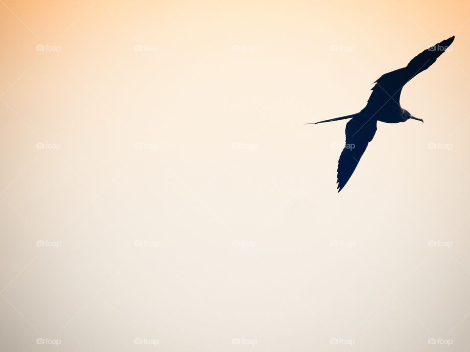 watching your flight and your freedom