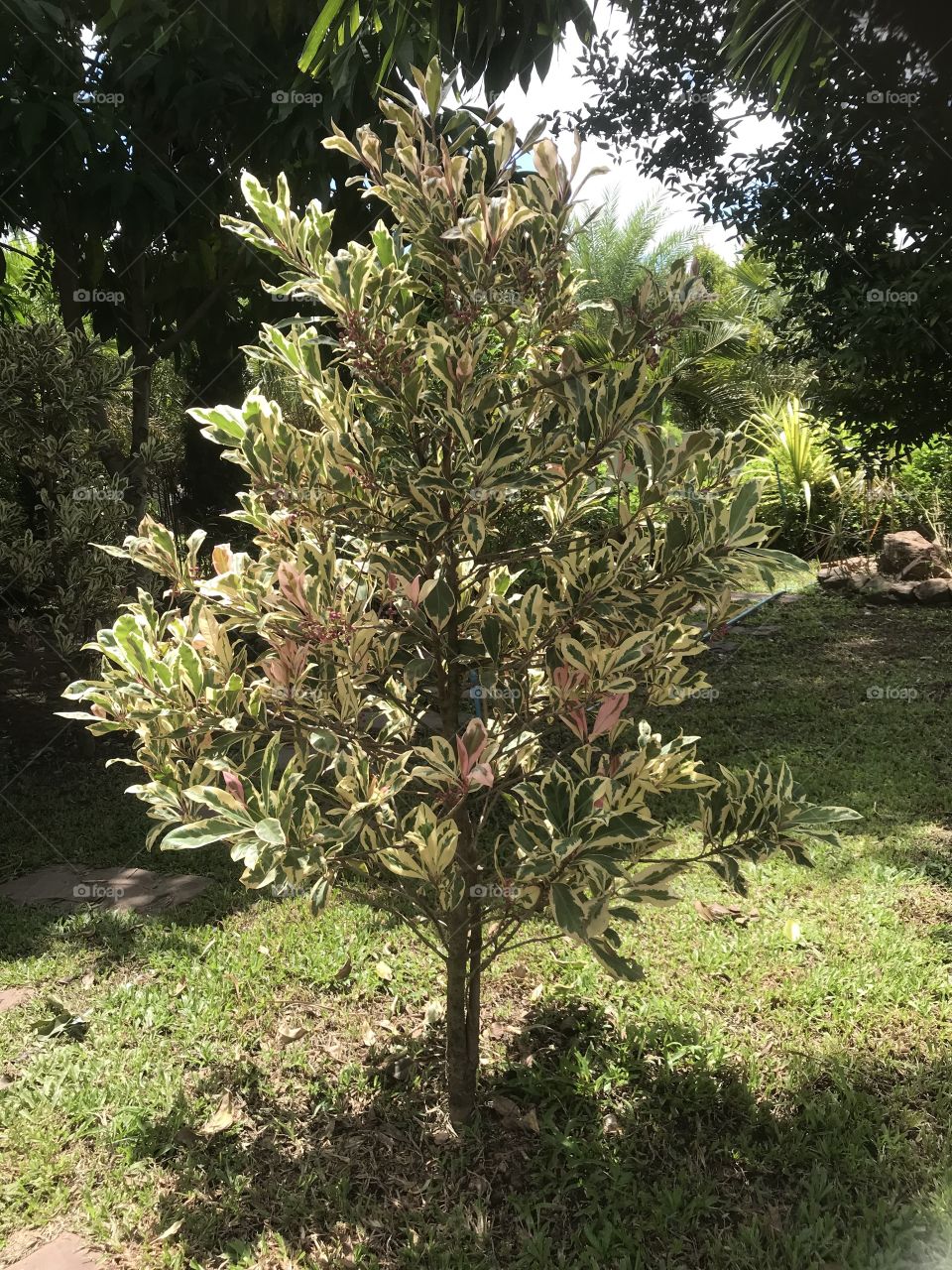 Ficus benjamina L. var. variegata. 