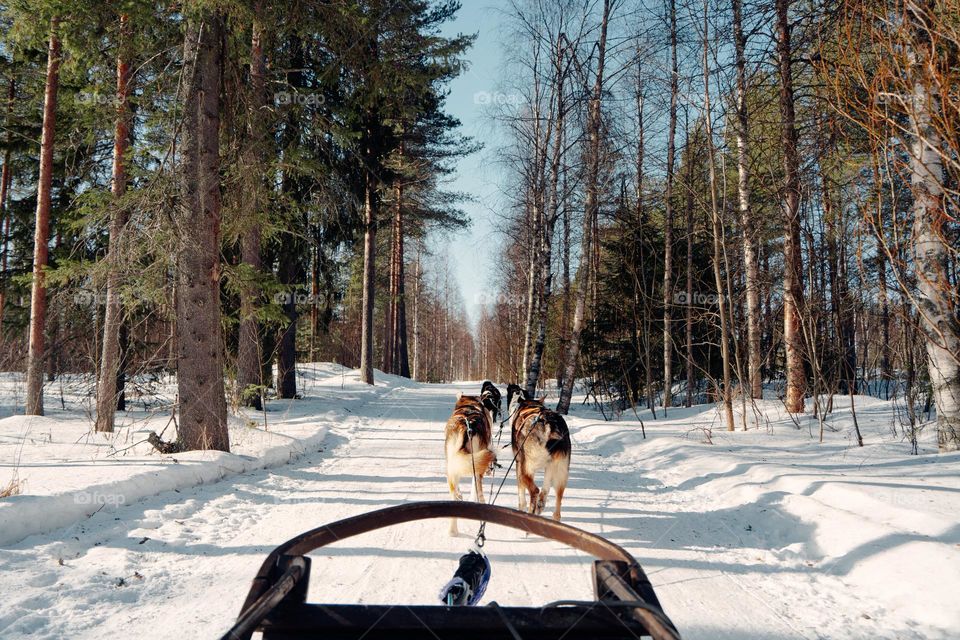 Rovaniemi, Finland, Huski dog ride
