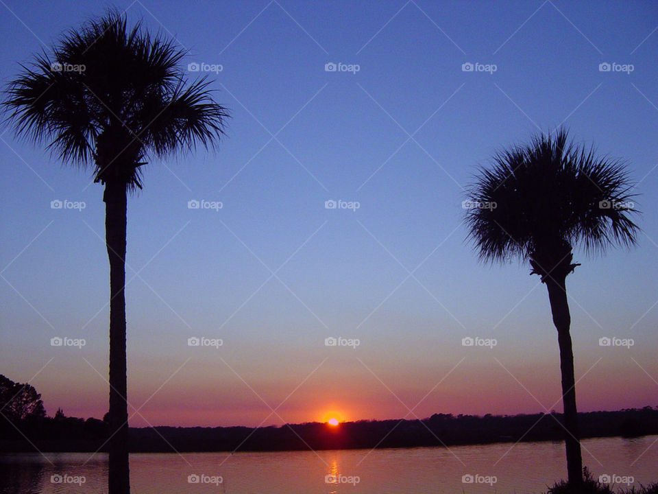 sunset palm palms florida by sixcrows