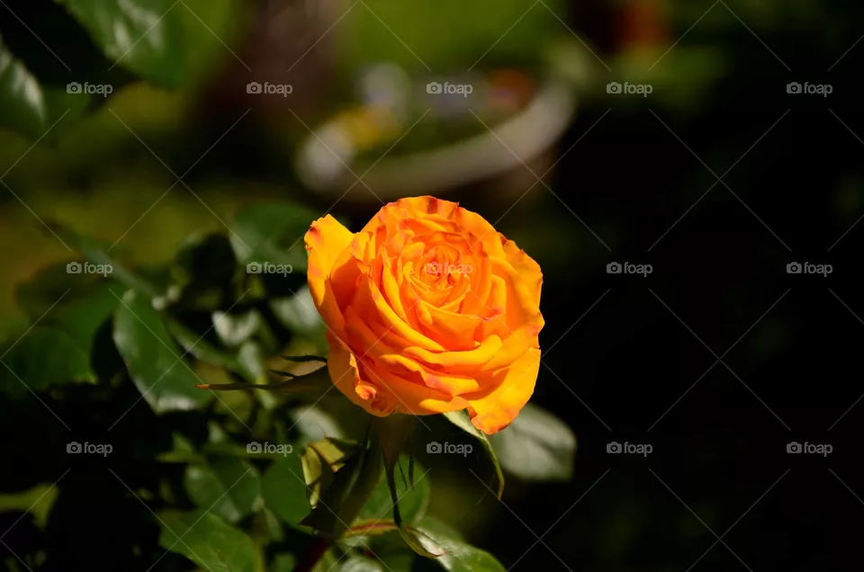 flover