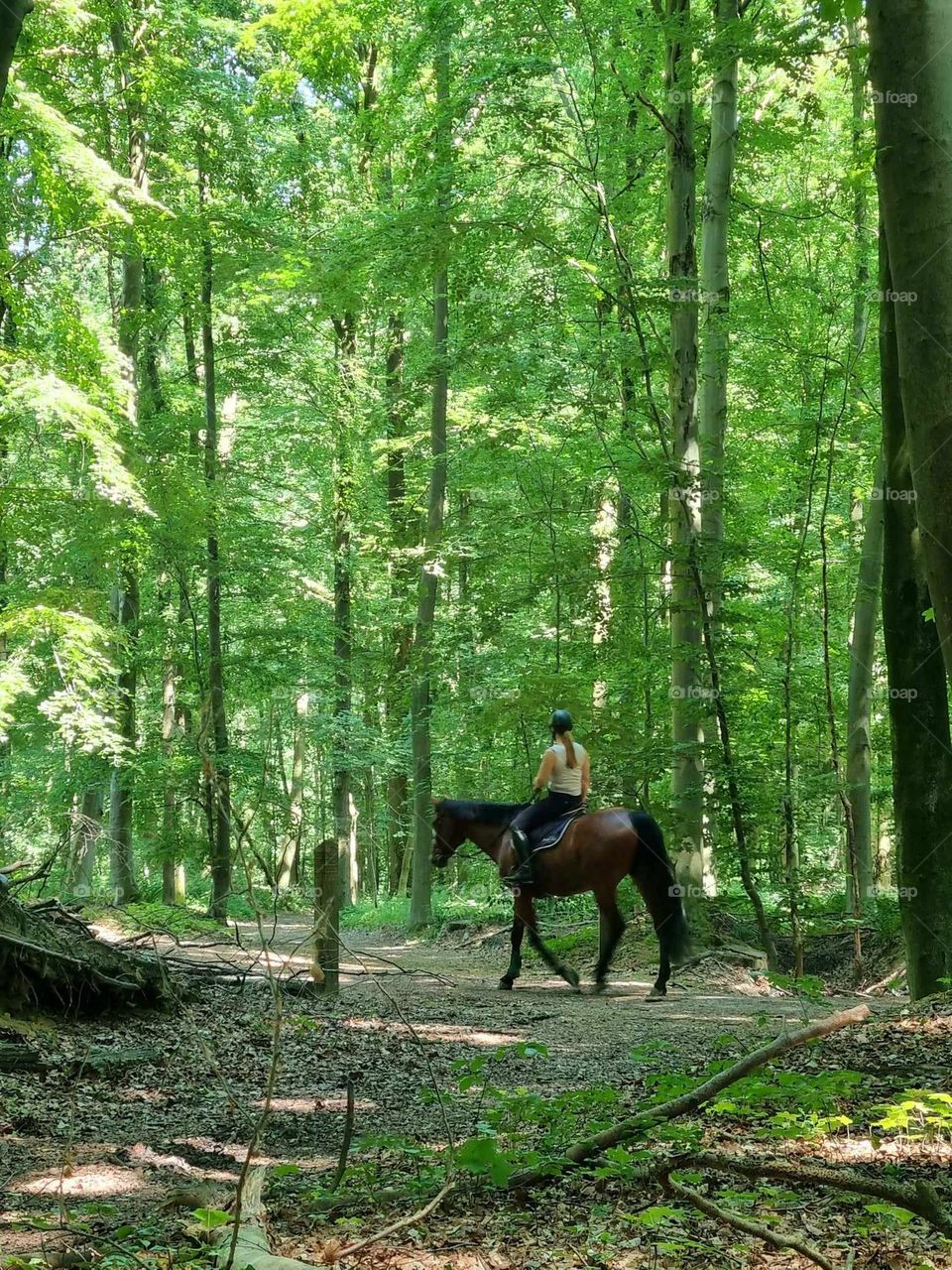 through the forest on horseback