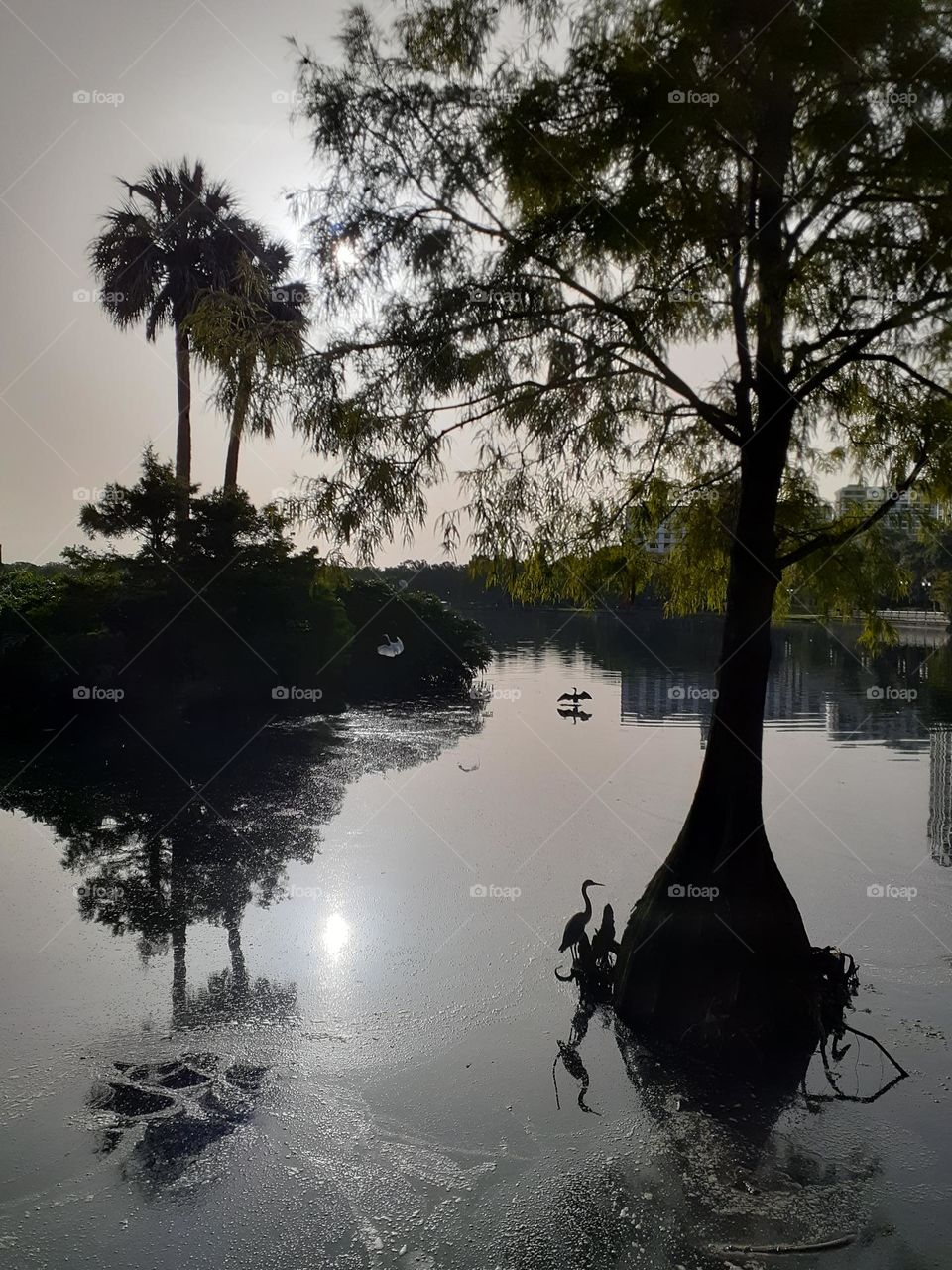 Two birds are in shadow on a foggy morning at Lake Eola in downtown Orlando, Florida.