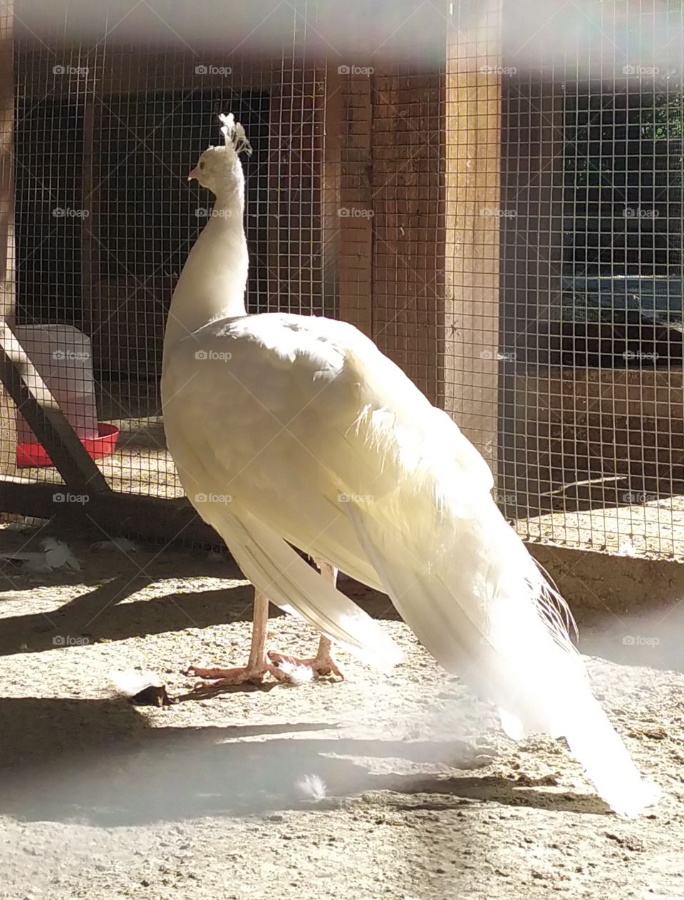 The White Peacock