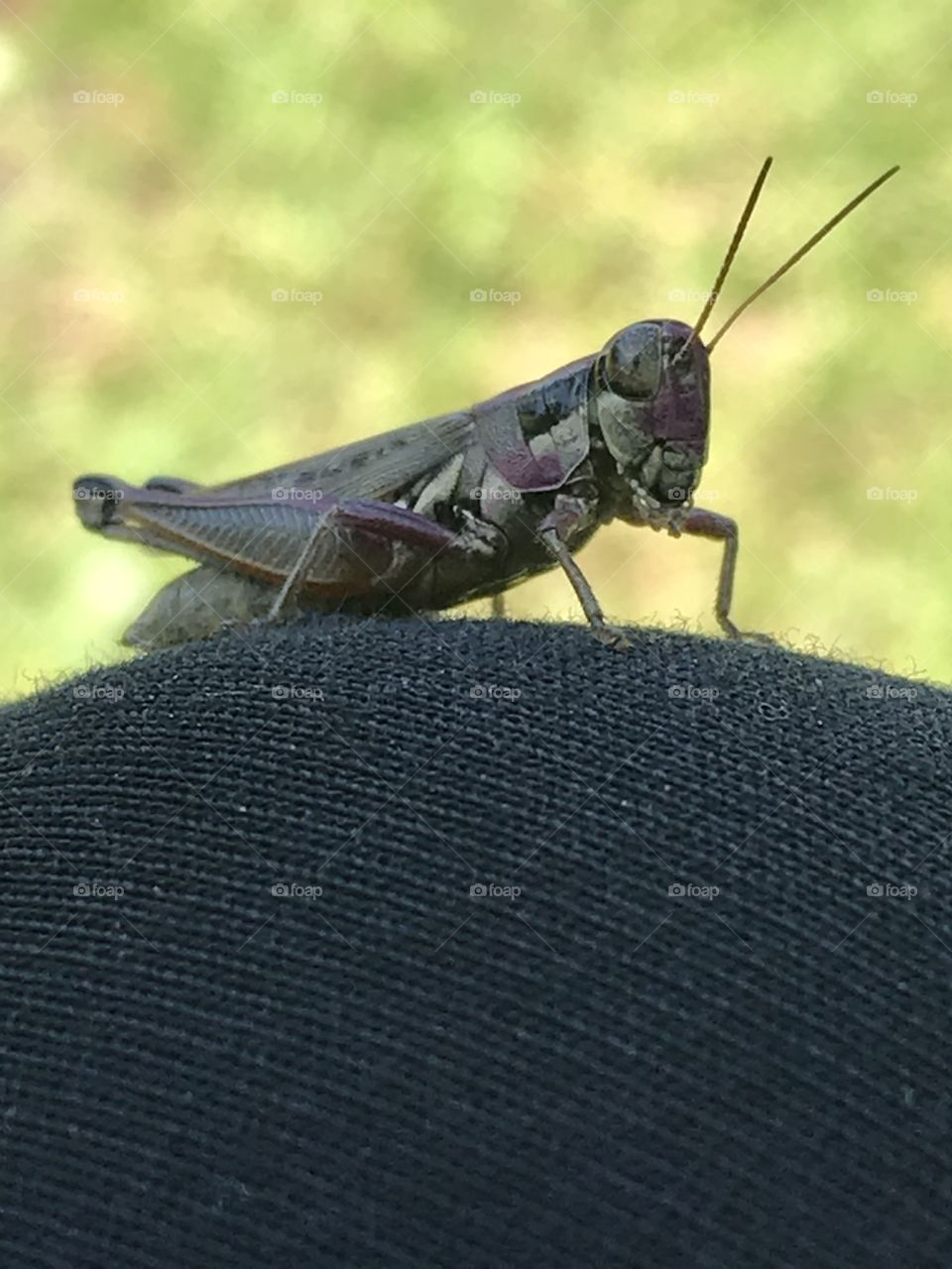 Grasshopper 