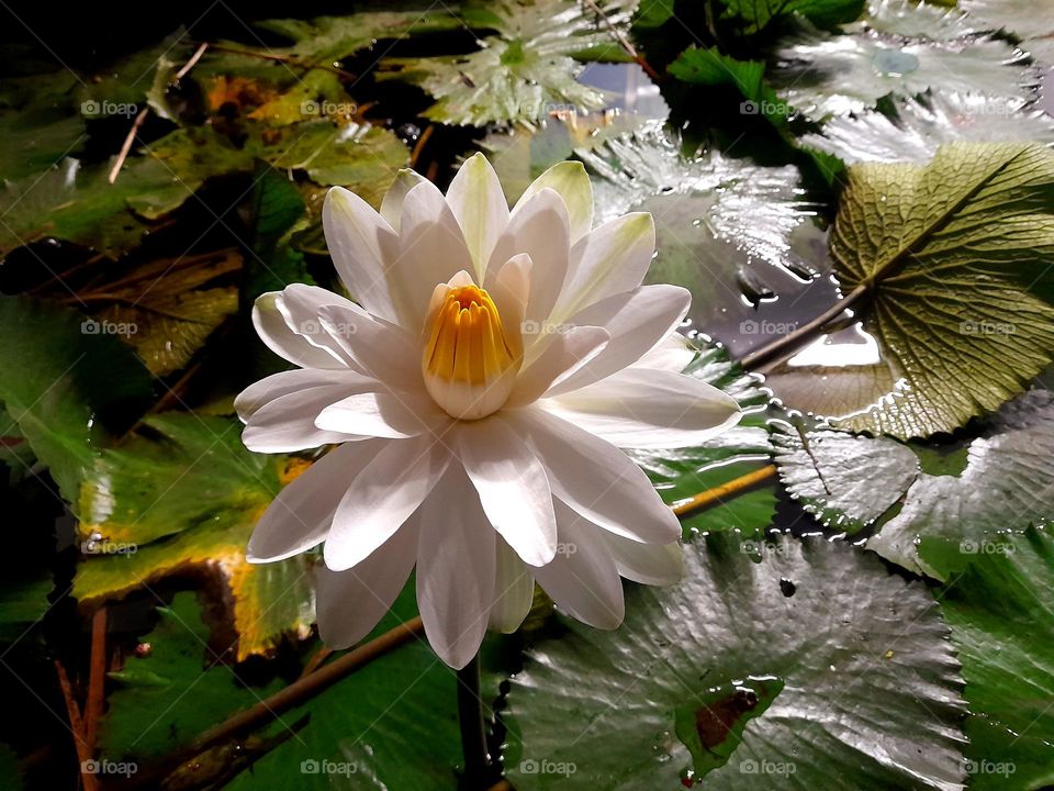 Water Lilly