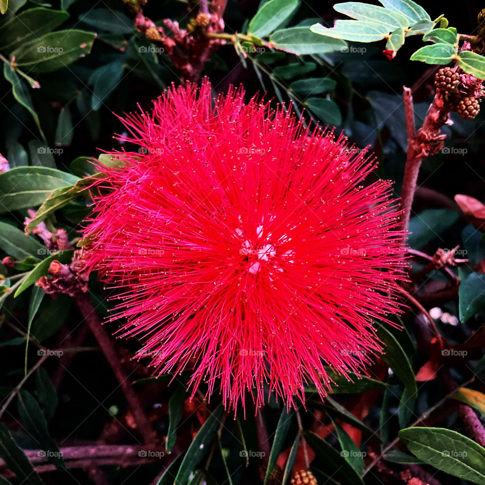 🌹 🇺🇸 Very beautiful flowers to brighten our day.  Live nature and its beauty. Did you like the delicate petals? / 🇧🇷 Flores muito bonitas para alegrar nosso dia. Viva a natureza e sua beleza. Gostaram das pétalas delicadas? 