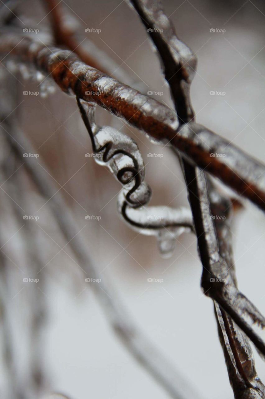 icy tendril