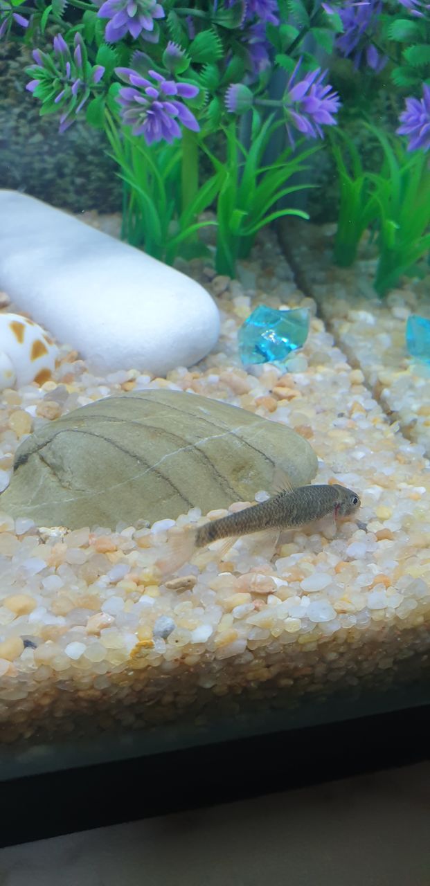 aquarium