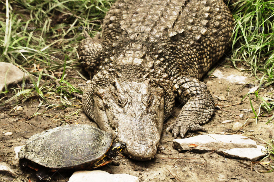 animal reptile turtle alligator by refocusphoto