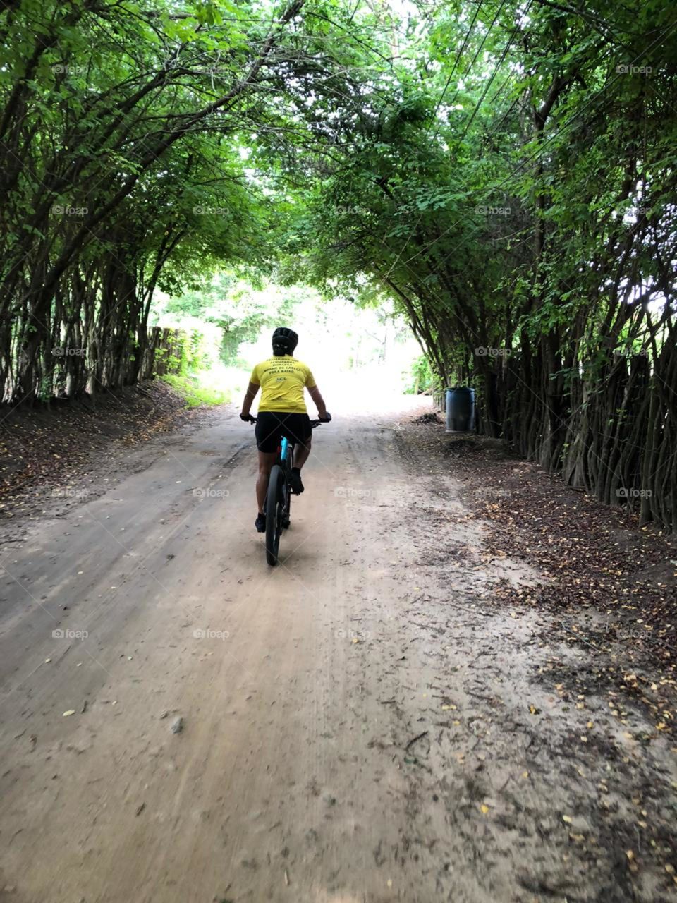 Túnel de bambu.