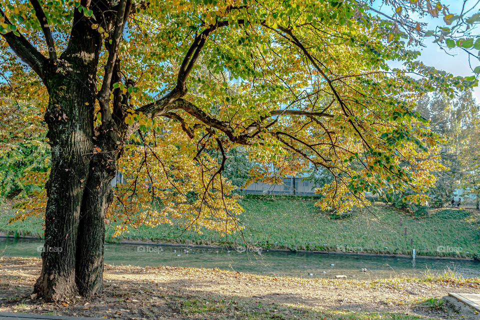 Autumn tree