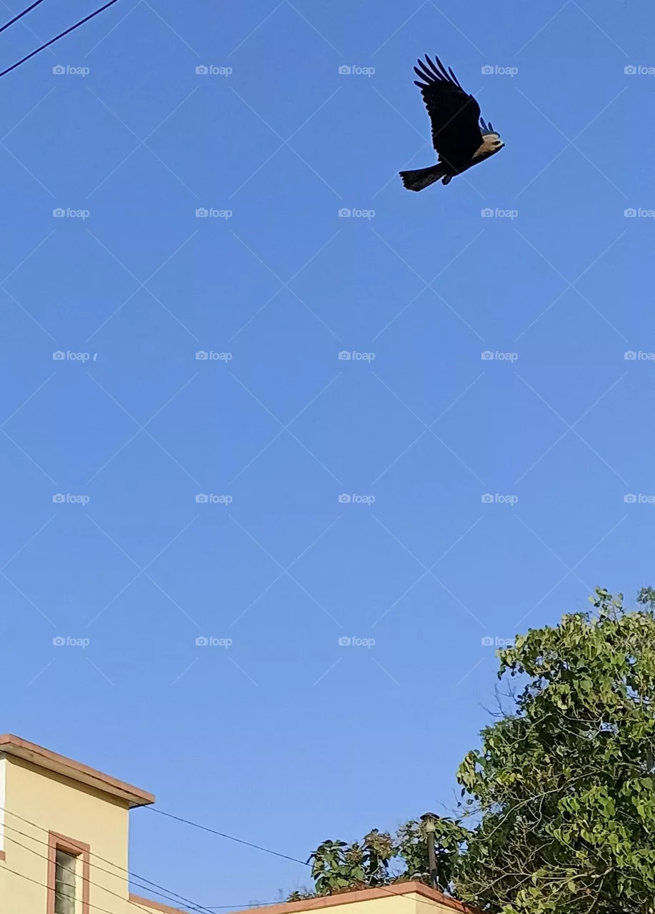 Black Falcon