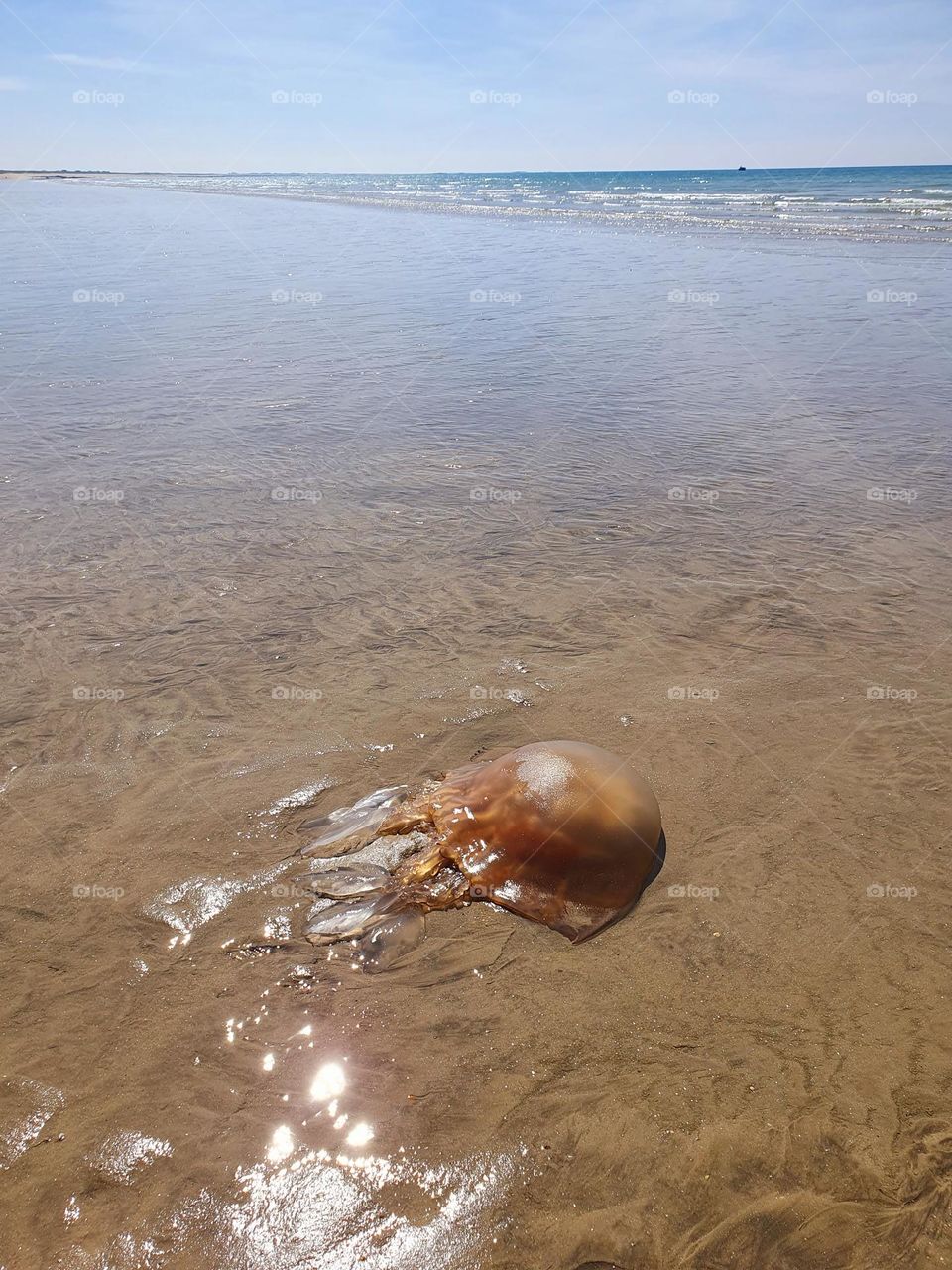 Jellyfish and the sea beyond