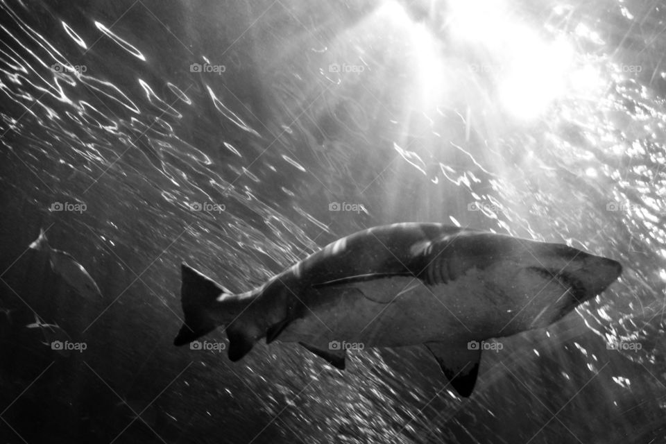 The great underwater predator 