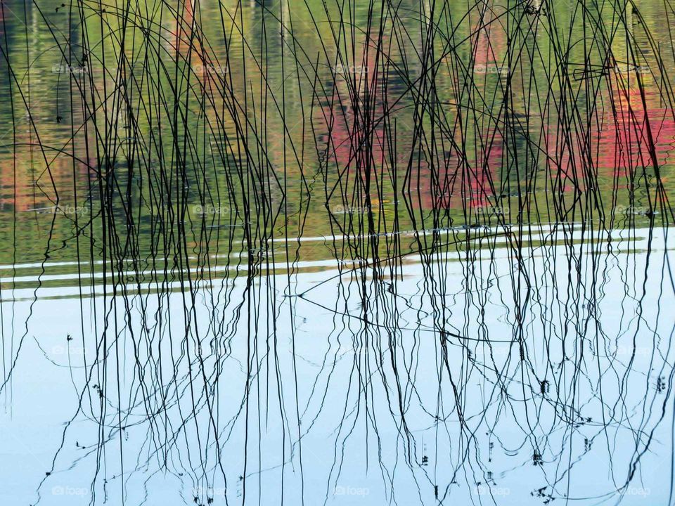 Fall color reflection in the Lake reeds