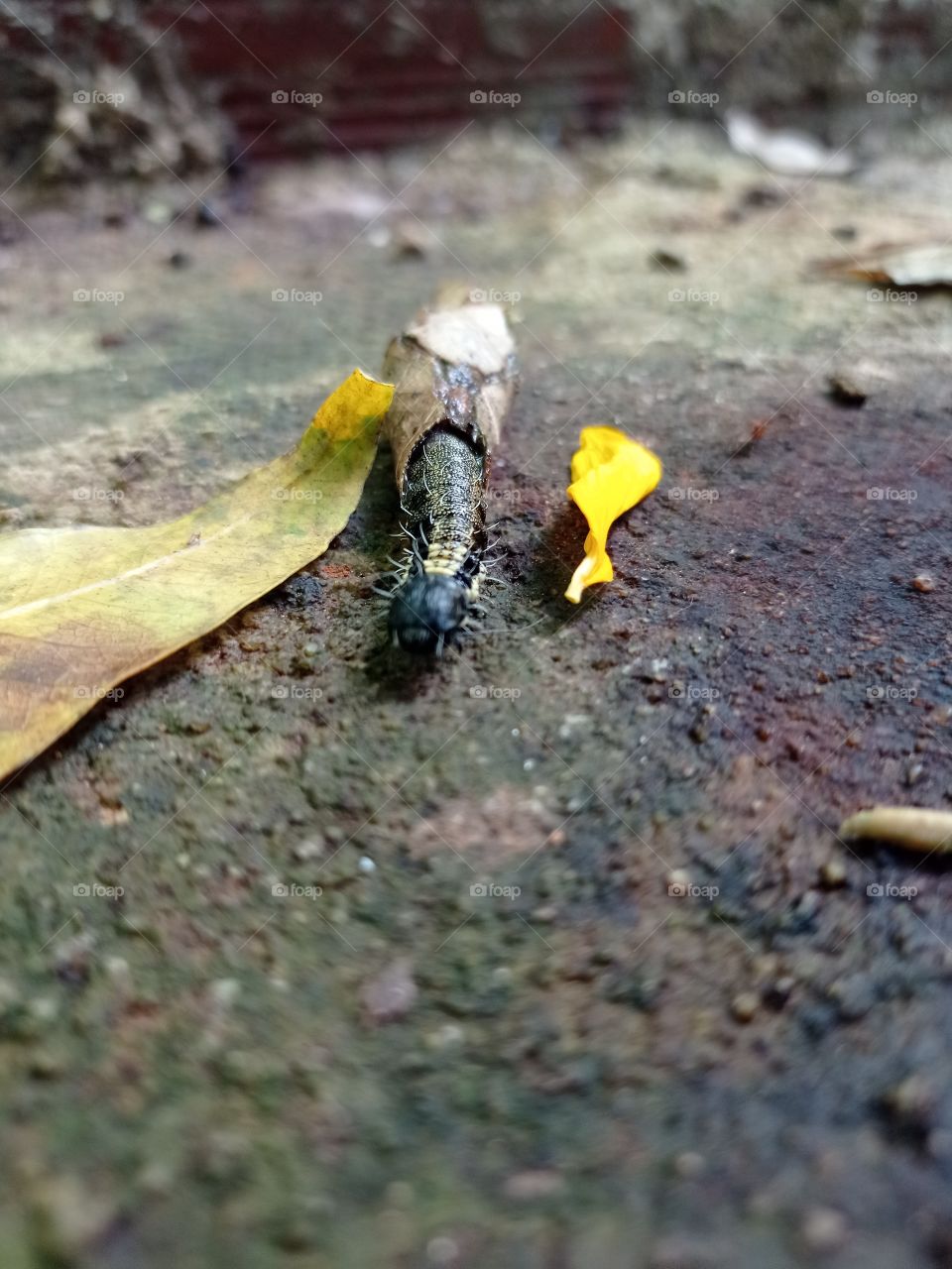 Lagartinha encasulada