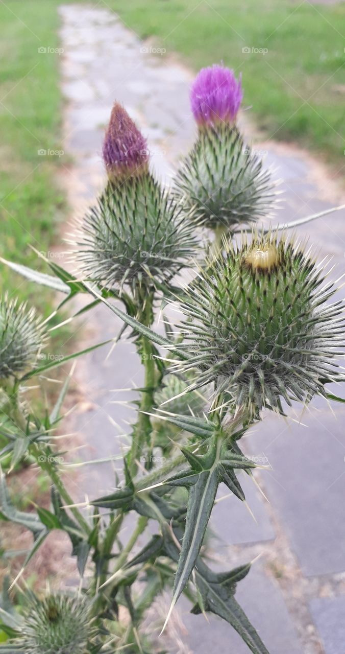 purple thistle