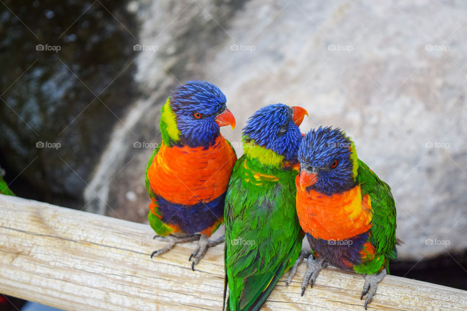 Colorful birds (Rule of odds)