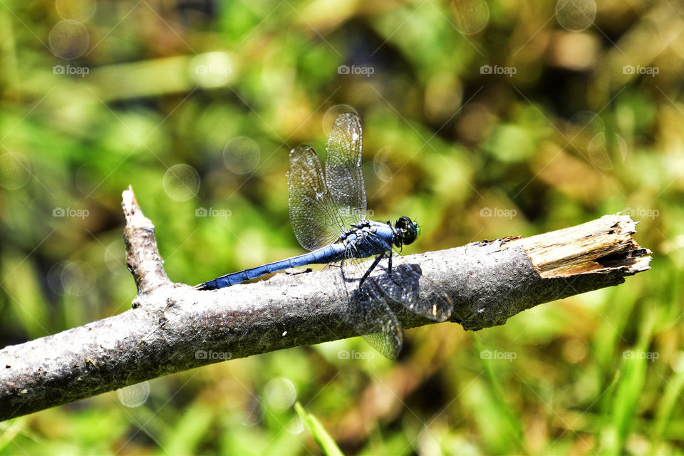 dragonfly on the branch