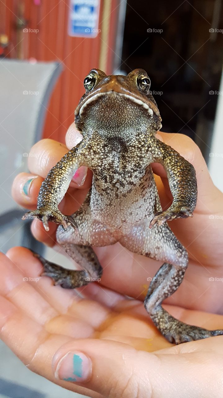 Human holding a small frog