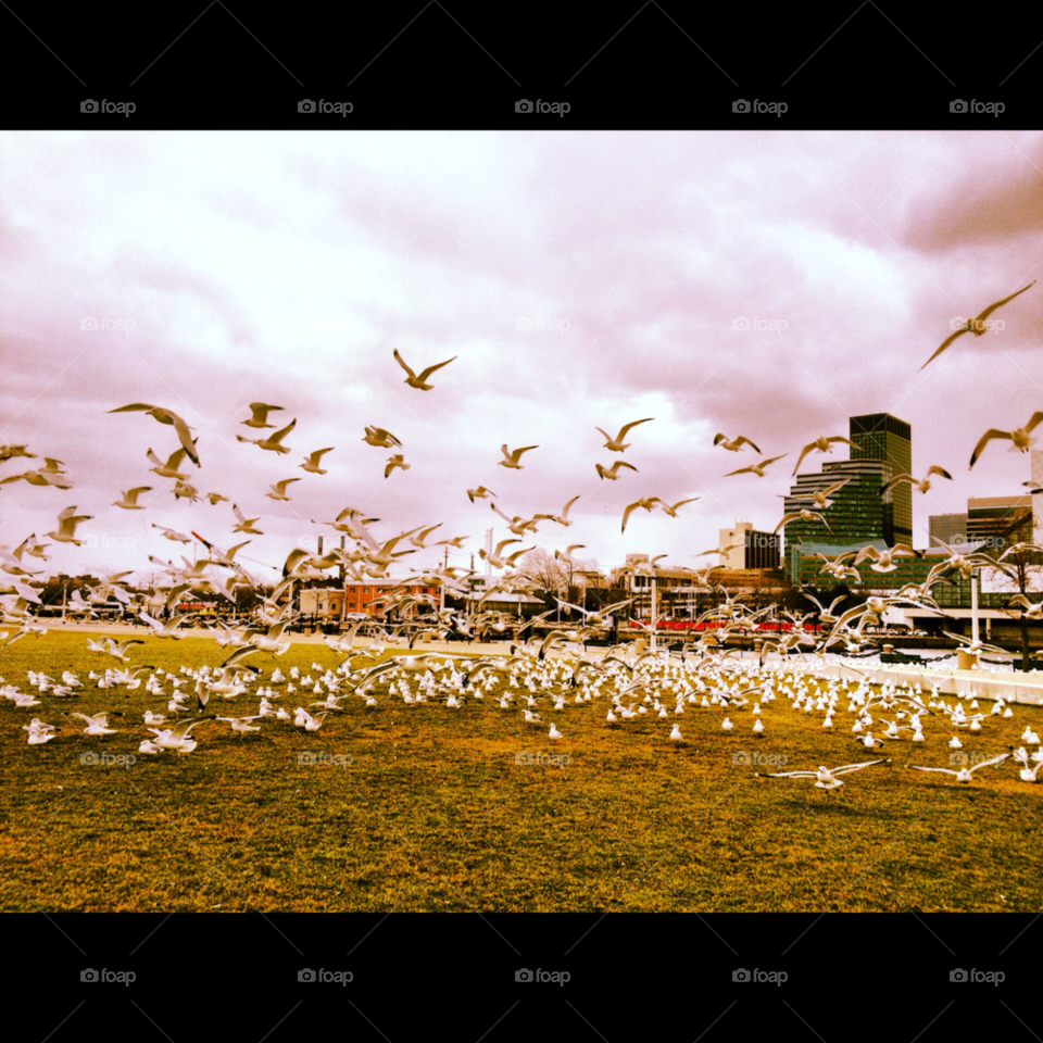 nature birds urban decay cleveland by proxyuid