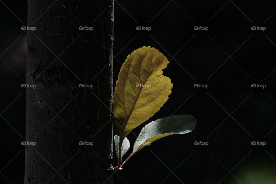 This was taken in the spring of 2020 with my fuji xt1