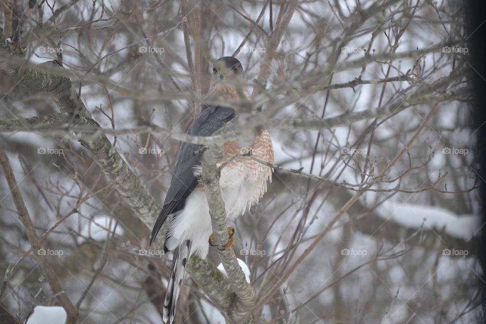 red shouldered hawk