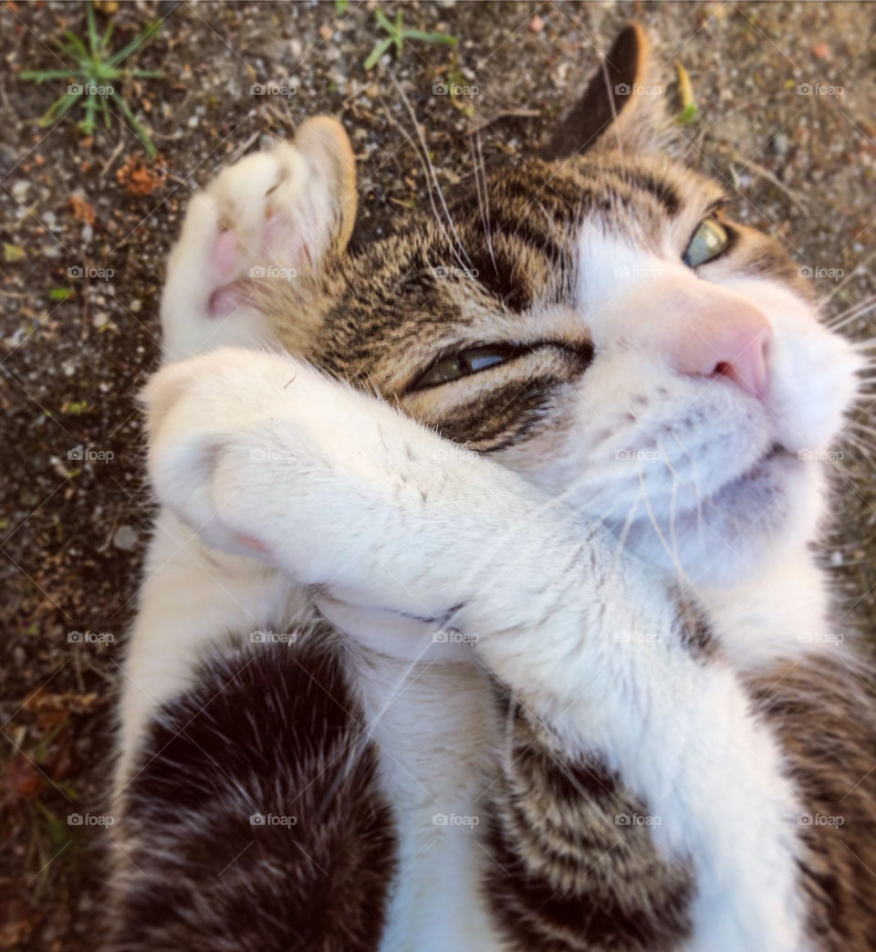 A tabby and white cat rubs her paws around her ear because she knows it’s super cute