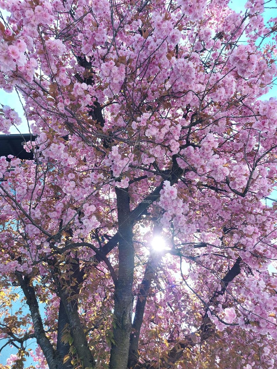Frühling Baum Blüten 