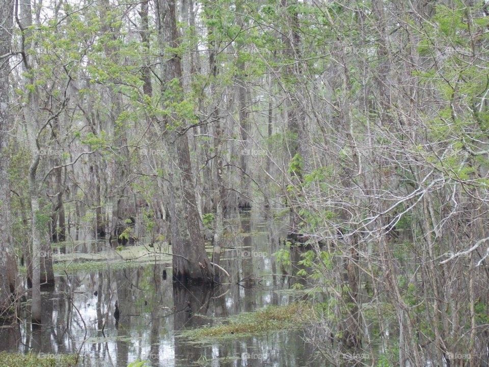 Swamp