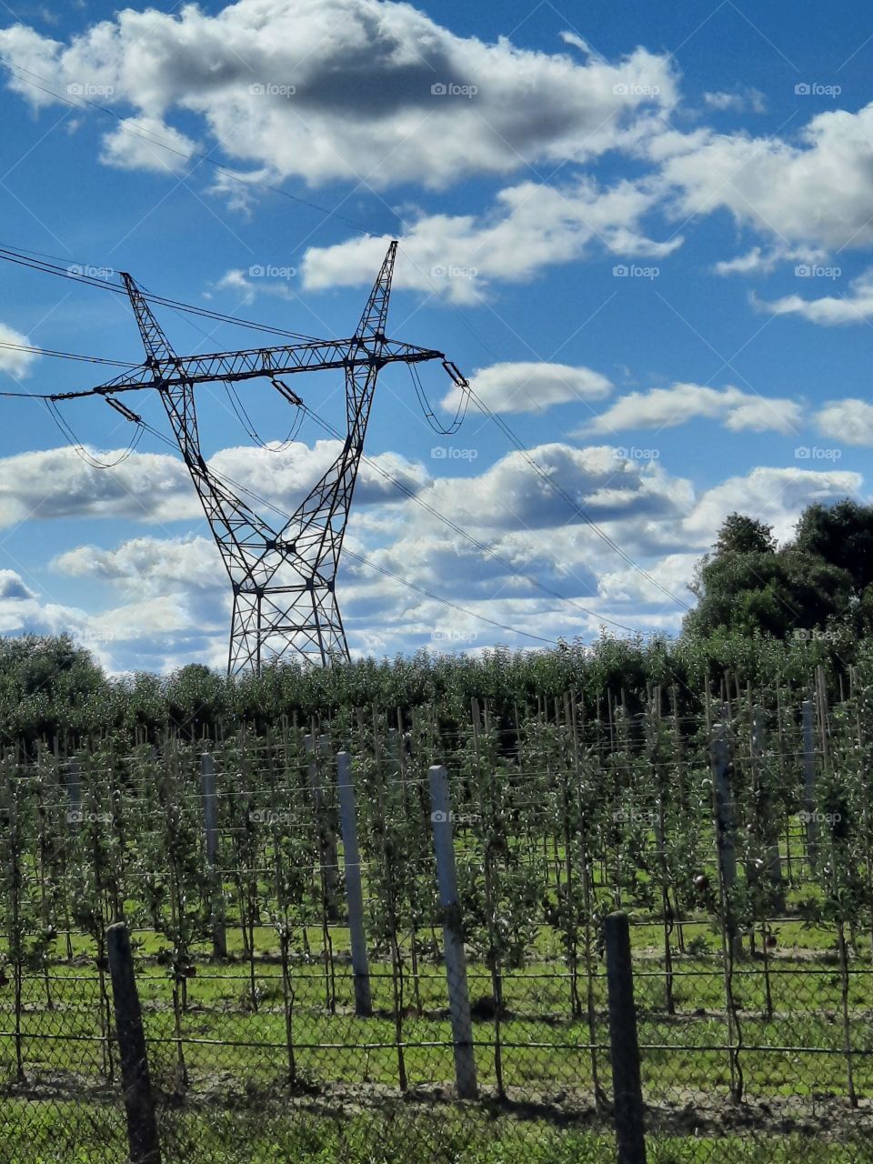 young orchard under the power line
