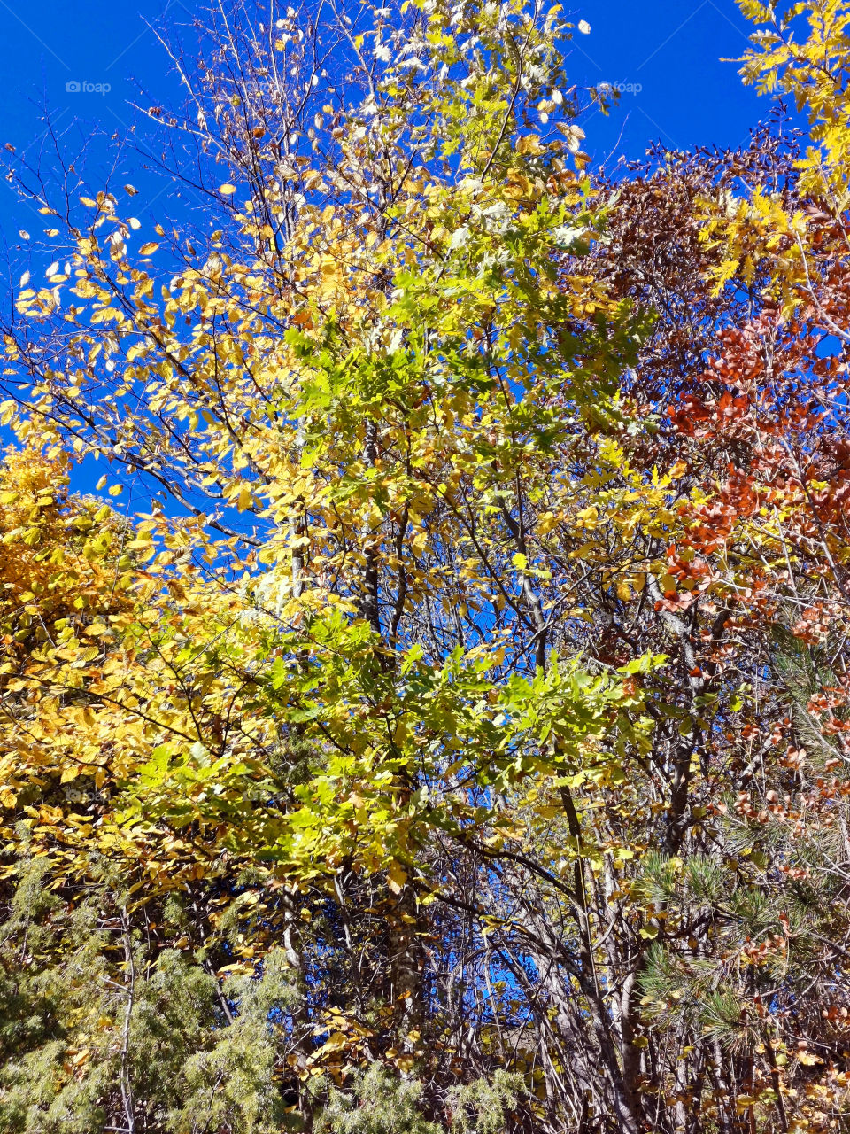 Autumn in the forest