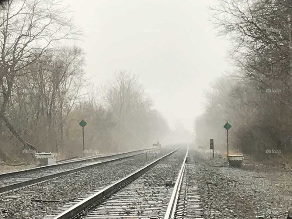 Deer on tracks in fog