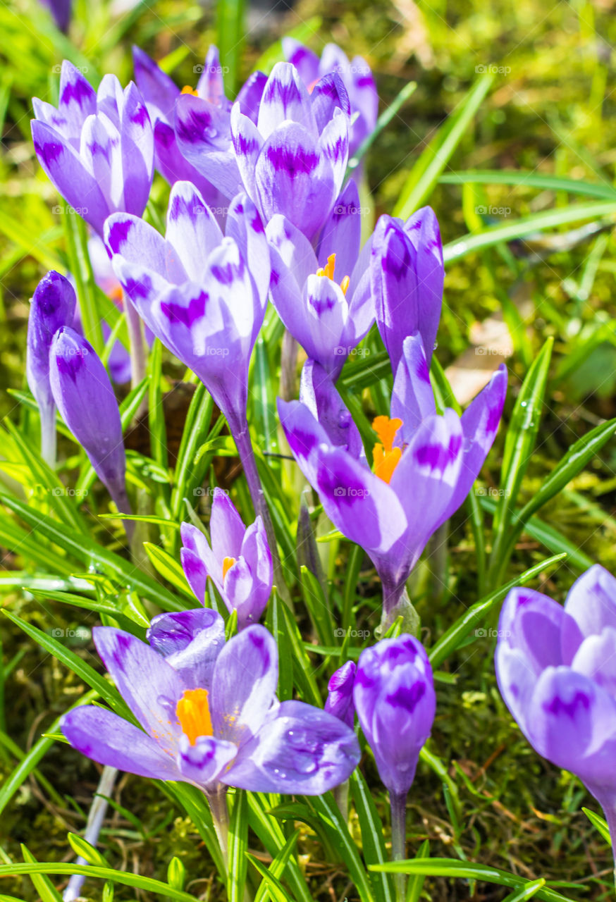 Spring flowers - crocuses